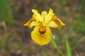 Iris pseudacorus 'Berlin Tiger'