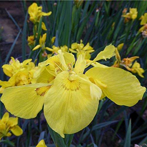 Iris pseudacorus 'Flore Pleno'