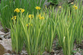 Iris pseudacorus variegata