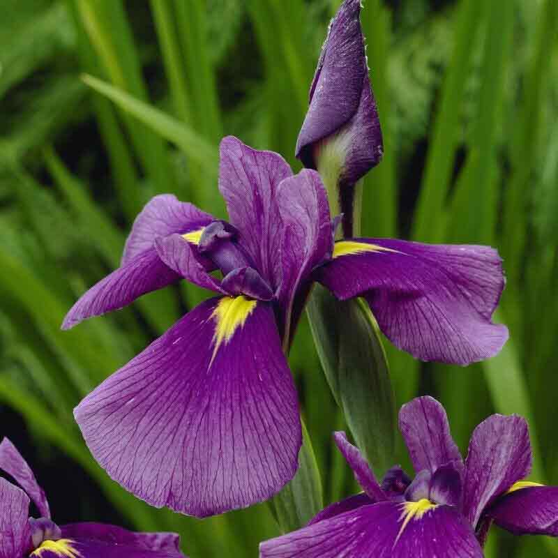 Iris kaempferi 'Royal Banner'