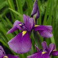 Iris kaempferi 'Royal Banner'