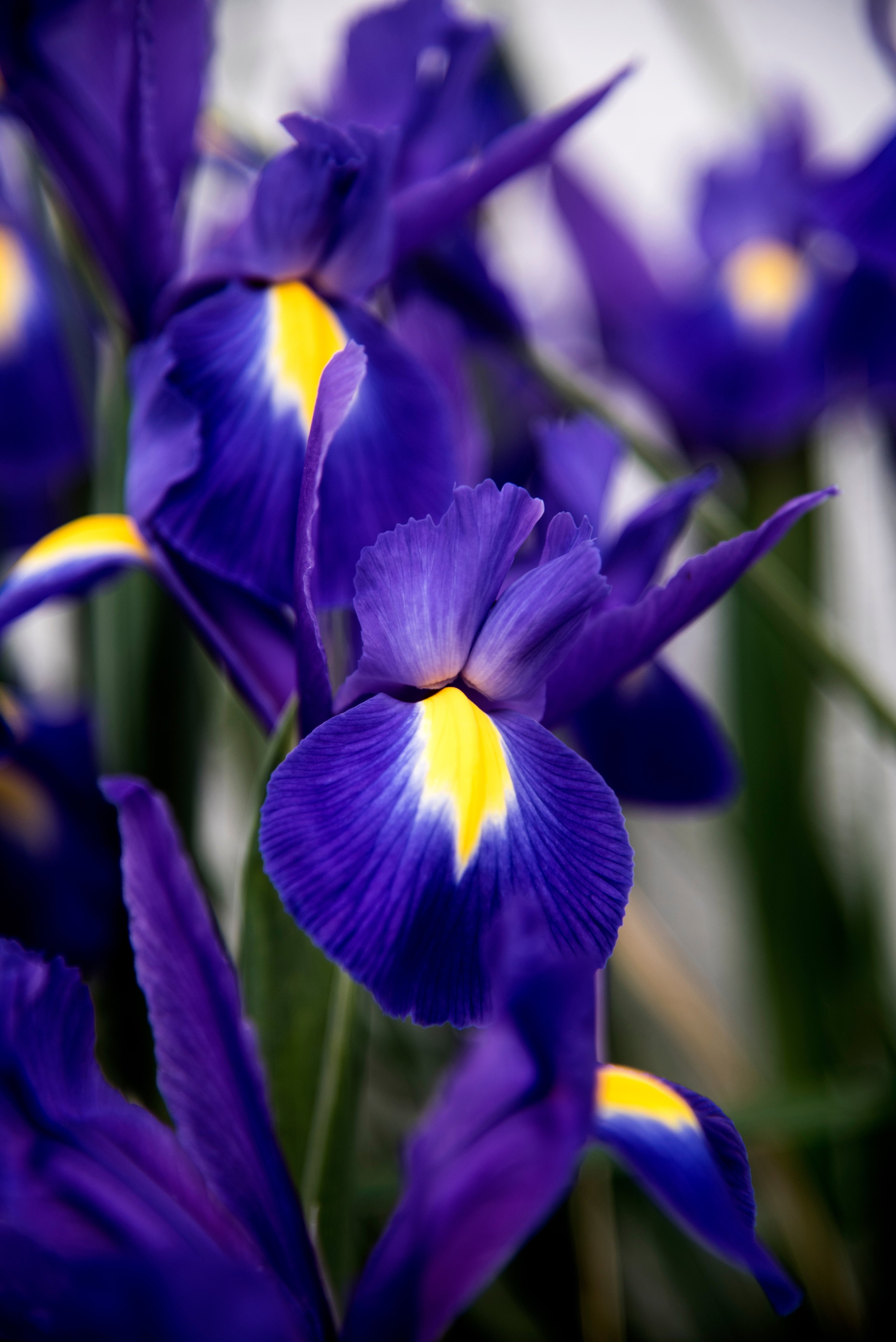 Iris kaempferi 'Dark Blue'