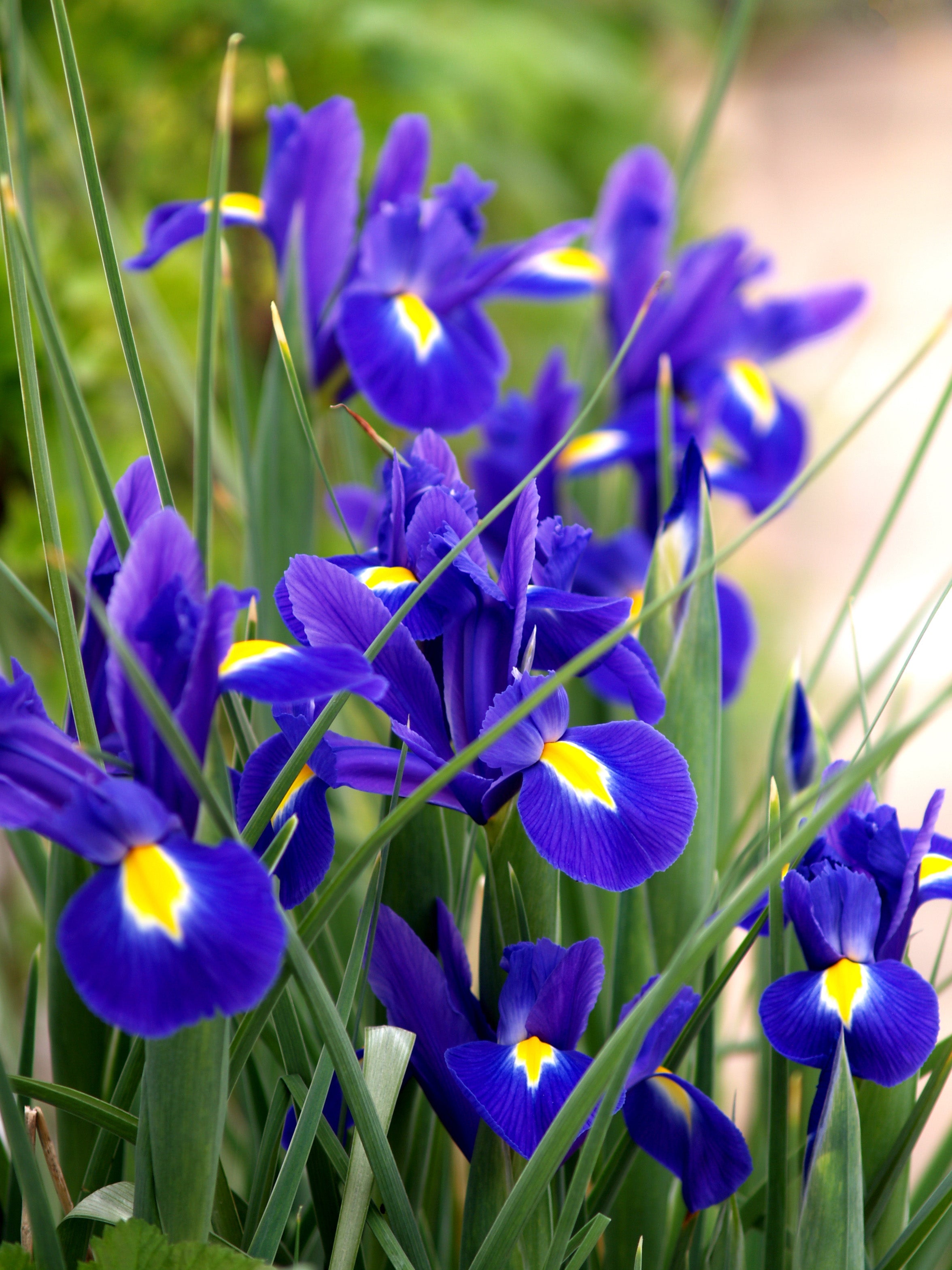 Iris kaempferi 'Dark Blue'