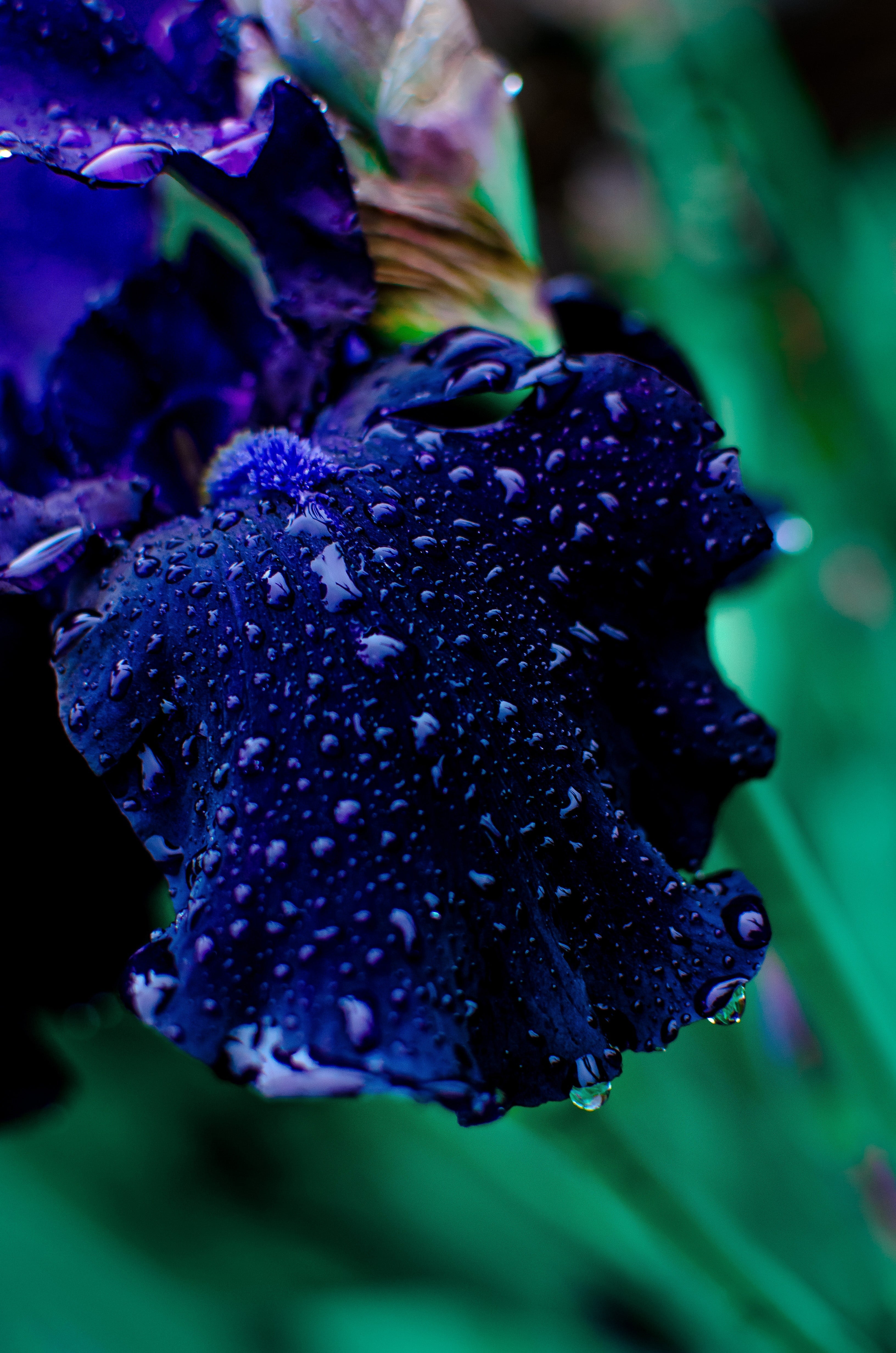 Iris kaempferi 'Dark Blue'