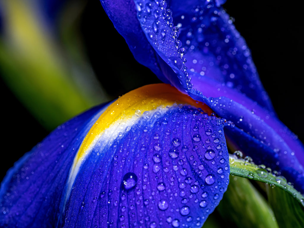 Iris kaempferi 'Dark Blue'