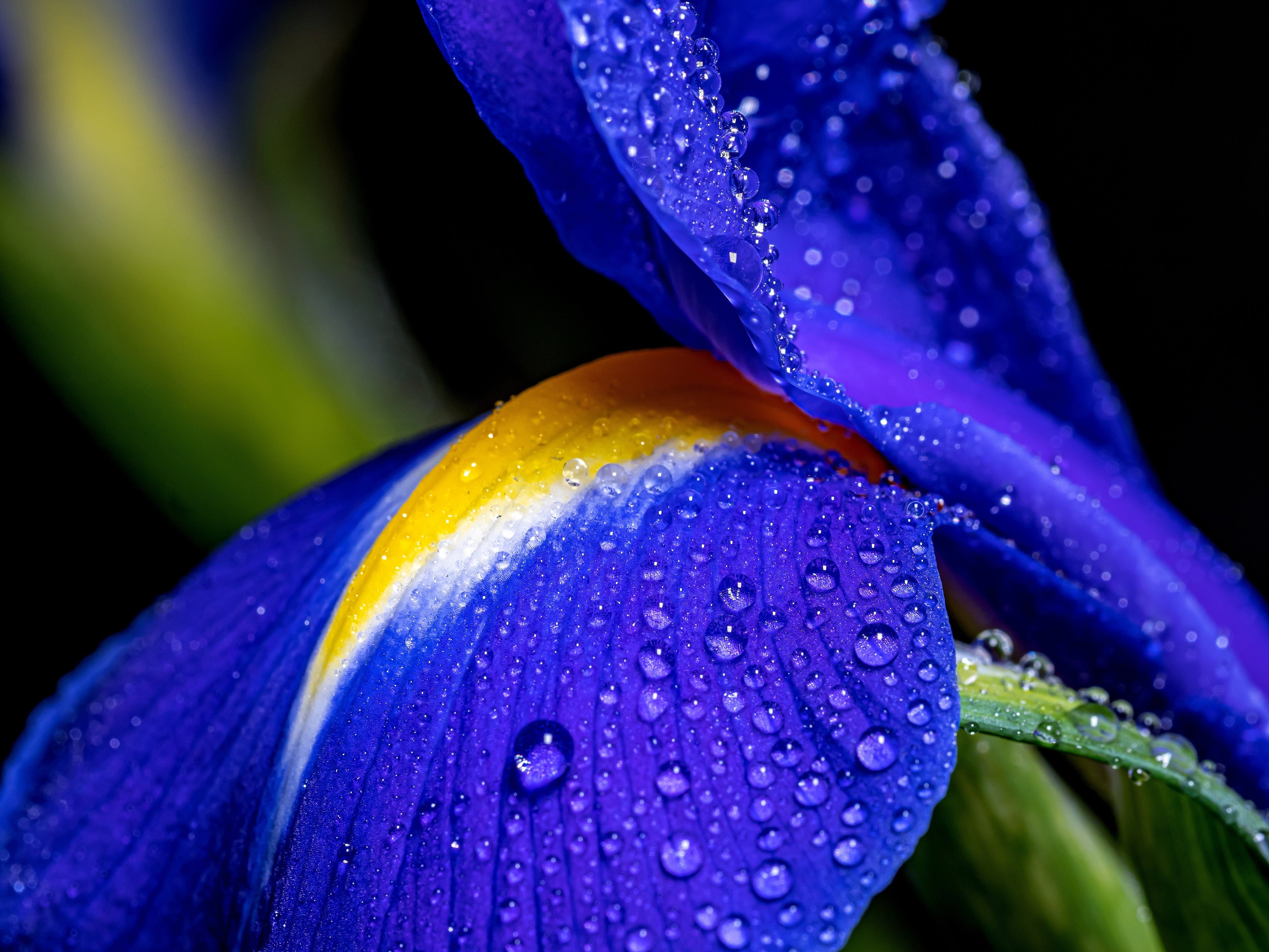 Iris kaempferi 'Dark Blue'