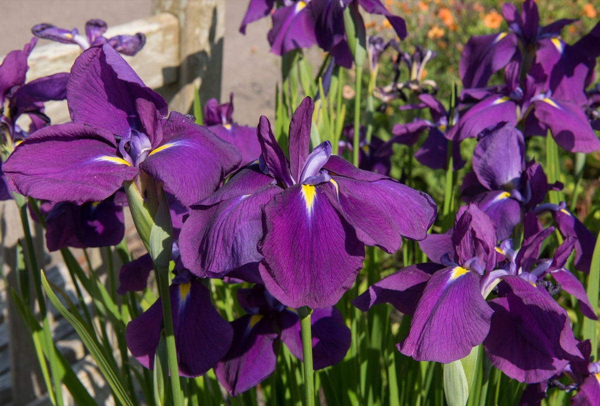 Iris kaempferi 'Royal Banner'