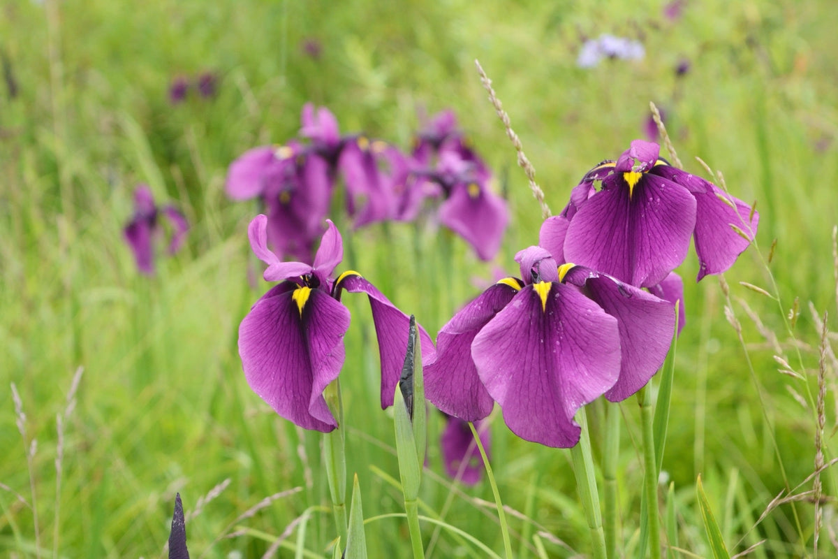 Iris kaempferi 'Royal Banner'