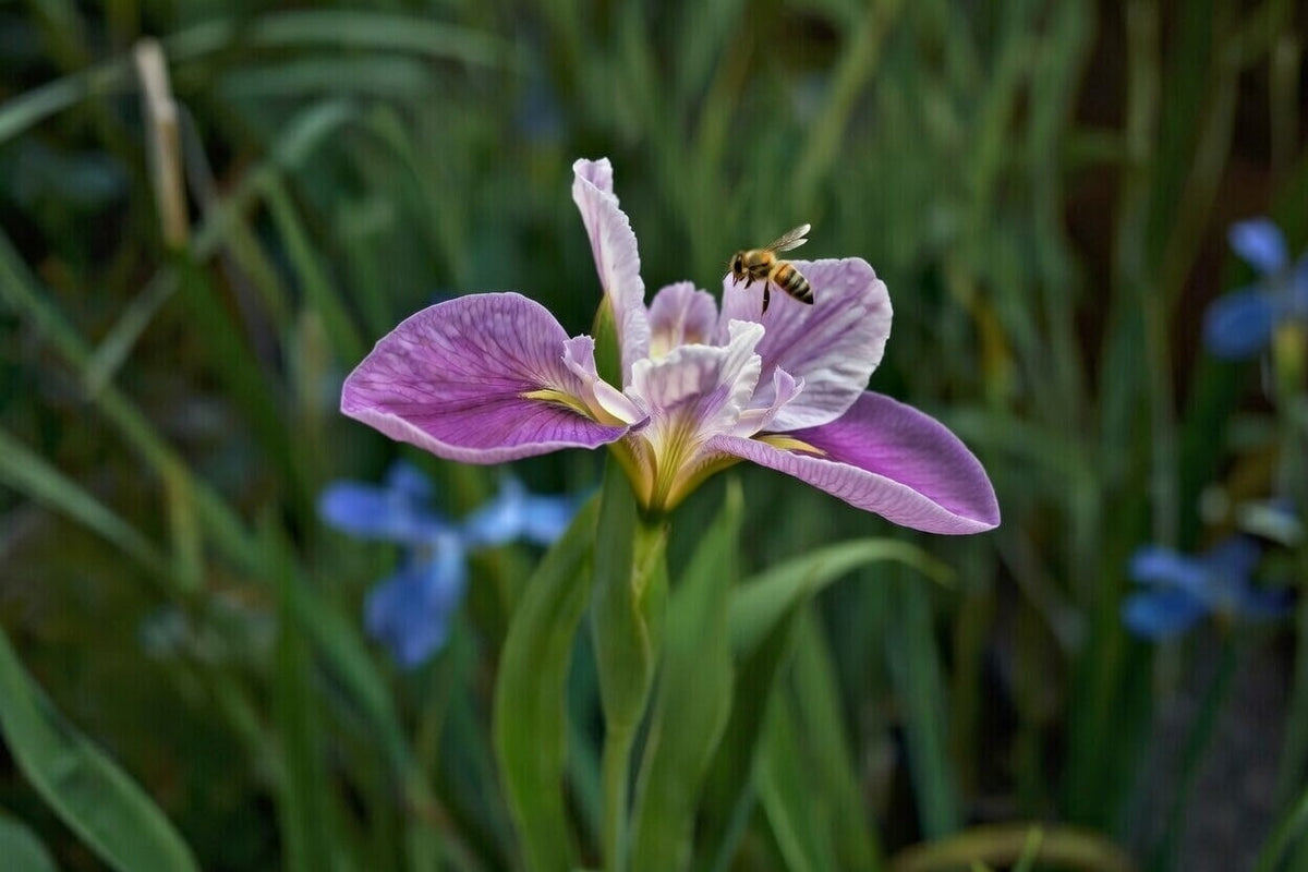 Iris louisiana 'Colorific'