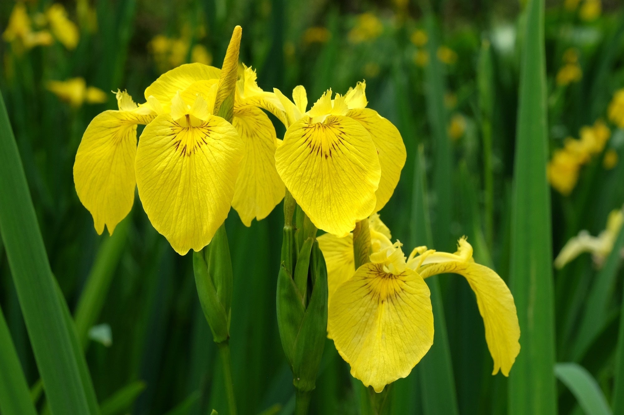 Iris pseudacorus 'Flore Pleno'