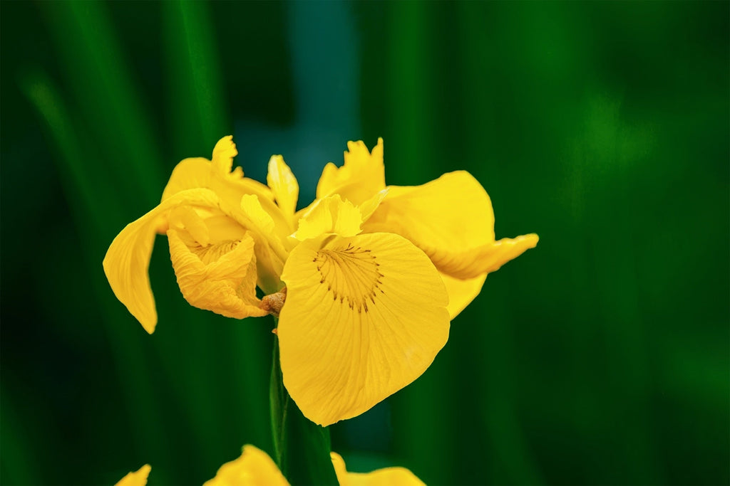 Iris pseudacorus 'Flore Pleno'