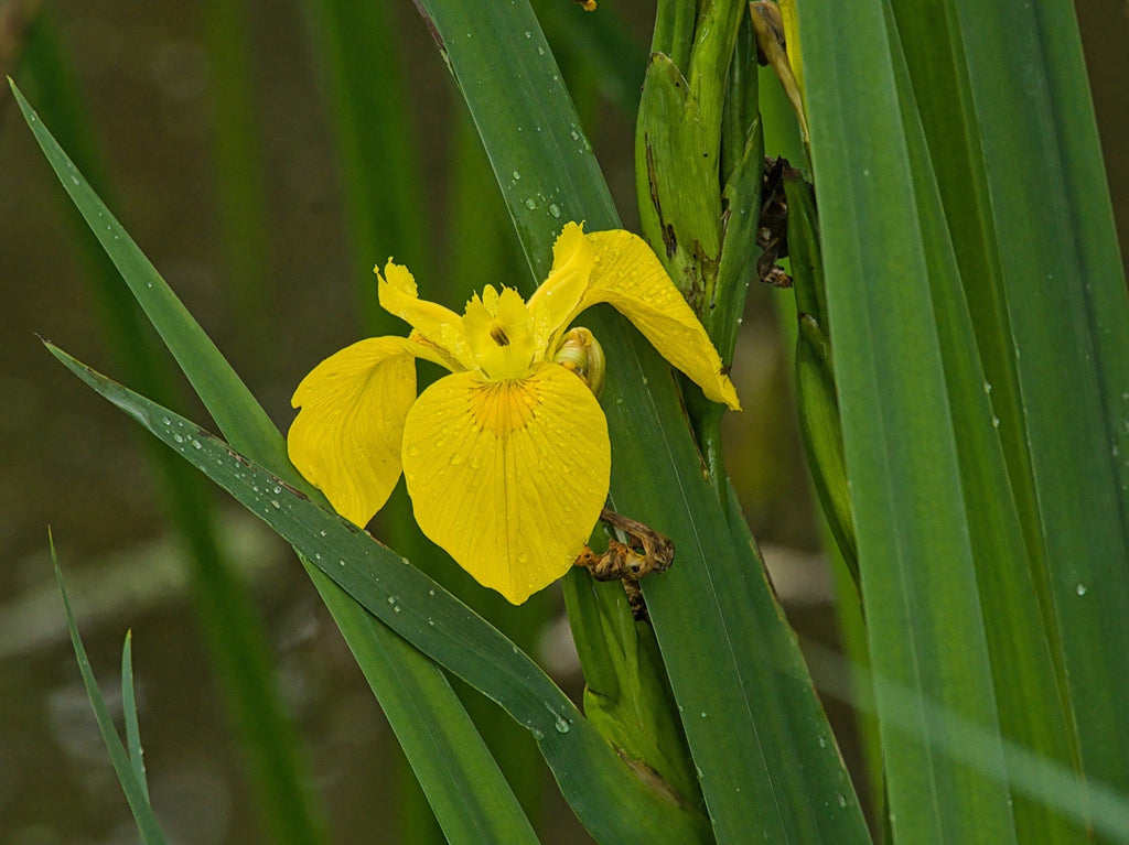 Iris pseudacorus 'Flore Pleno'