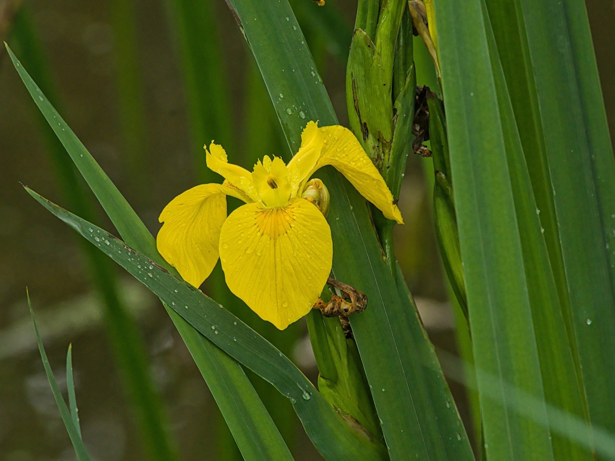 Iris pseudacorus 'Flore Pleno'