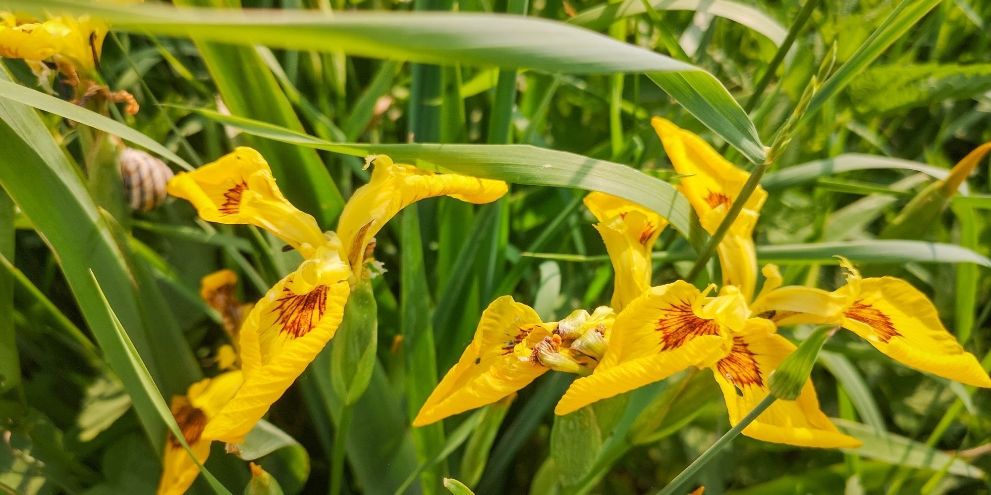Iris pseudacorus 'Flore Pleno'