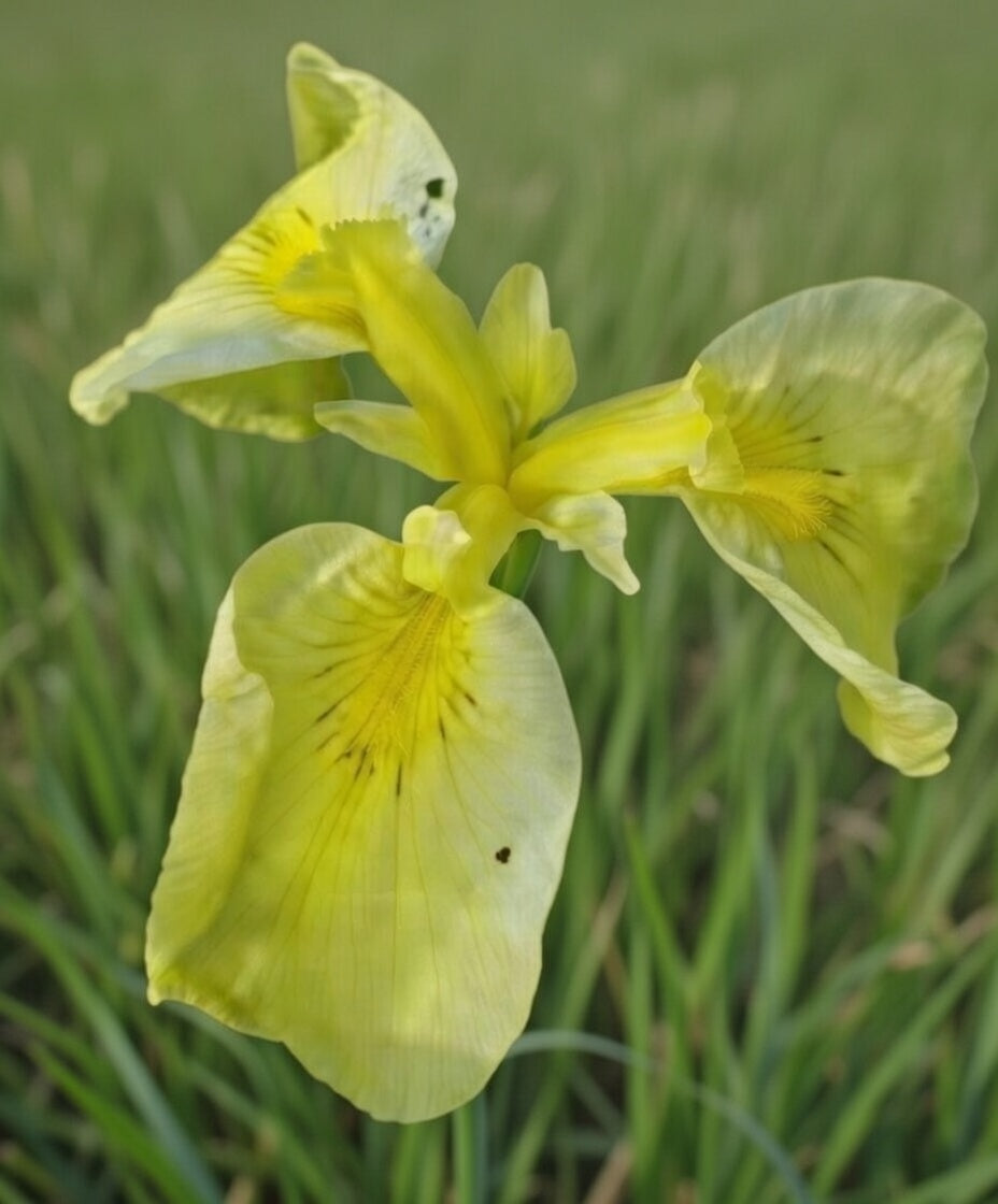 Iris pseudata 'Kimboshi'