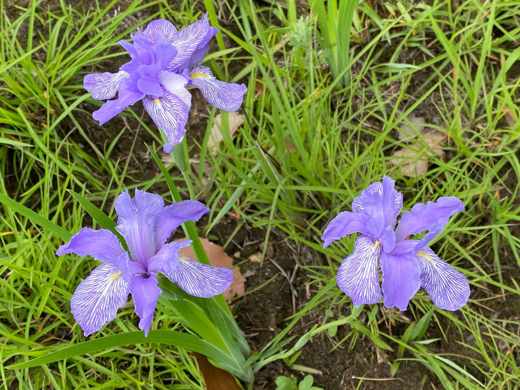 Iris setosa 'Baby Blue'