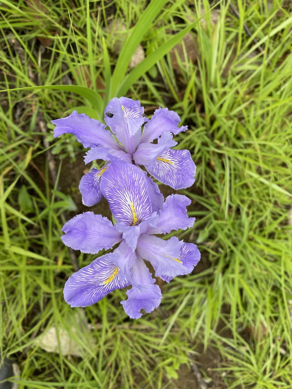 Iris setosa 'Baby Blue'