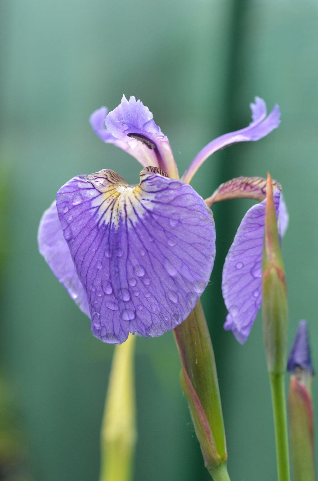 Iris setosa 'Baby Blue'