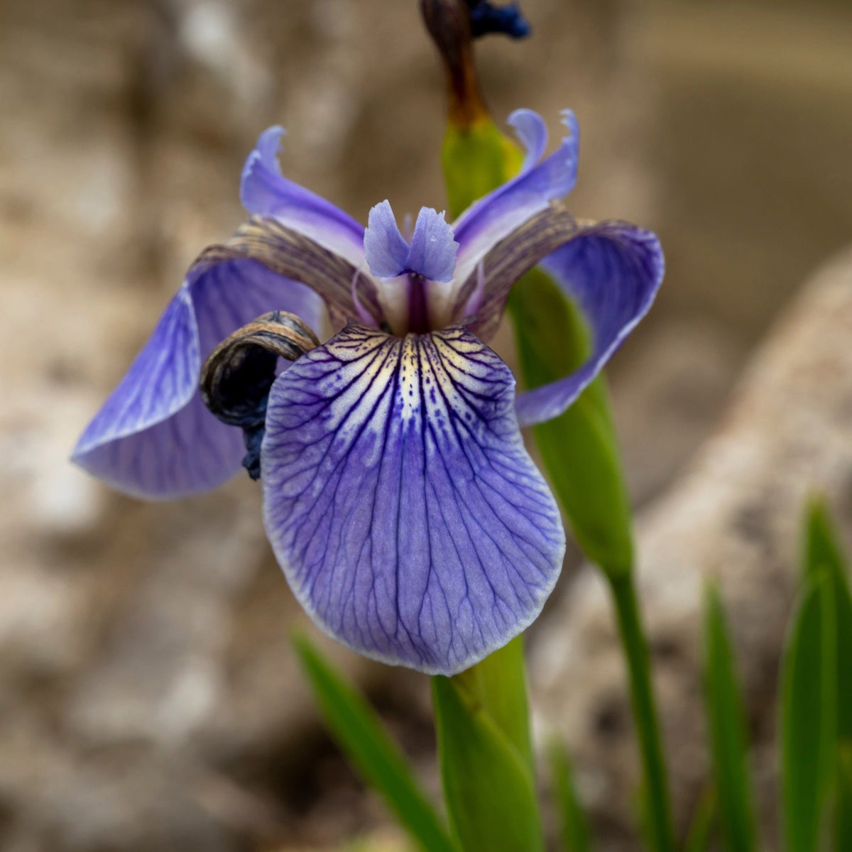 Iris setosa