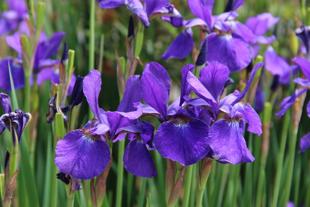 Iris sibirica (Siberian flag)