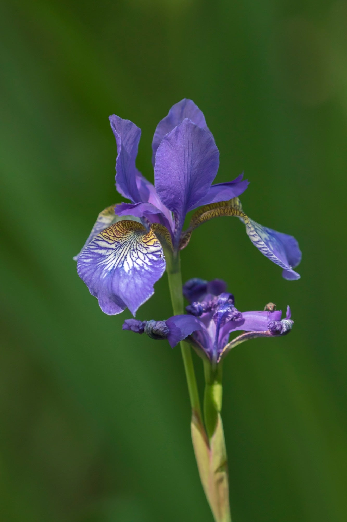 Iris sibirica (Siberian flag)