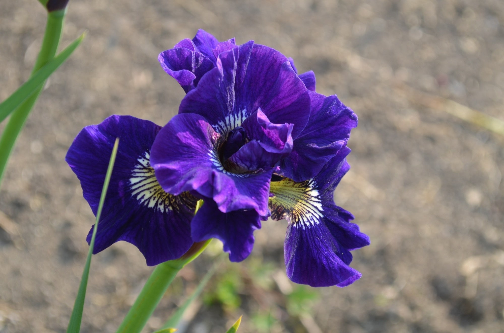 Iris sibirica (Siberian flag)