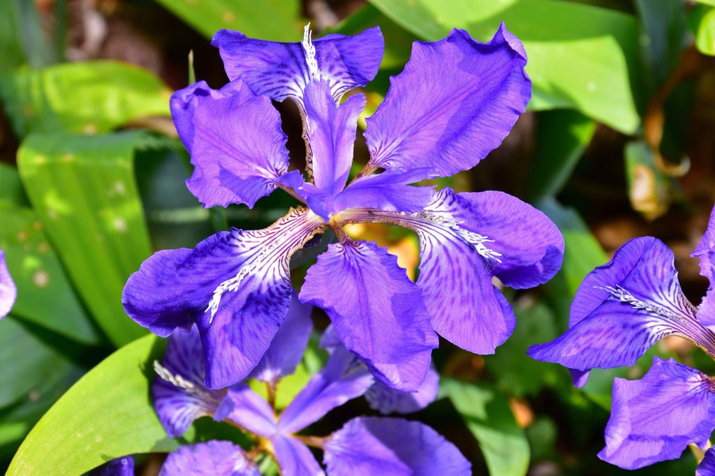 Iris sibirica (Siberian flag)