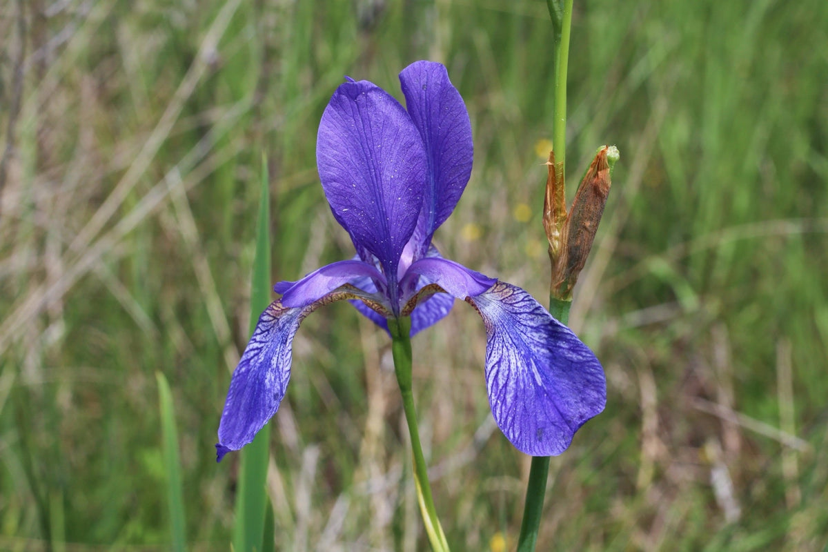 Iris sibirica (Siberian flag)