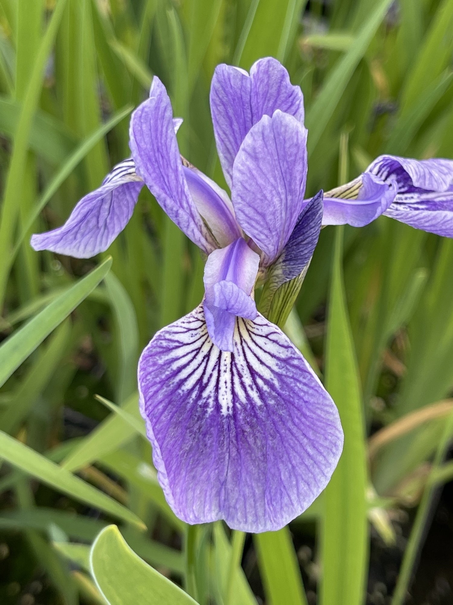 Iris versicolor 'Pacifica'