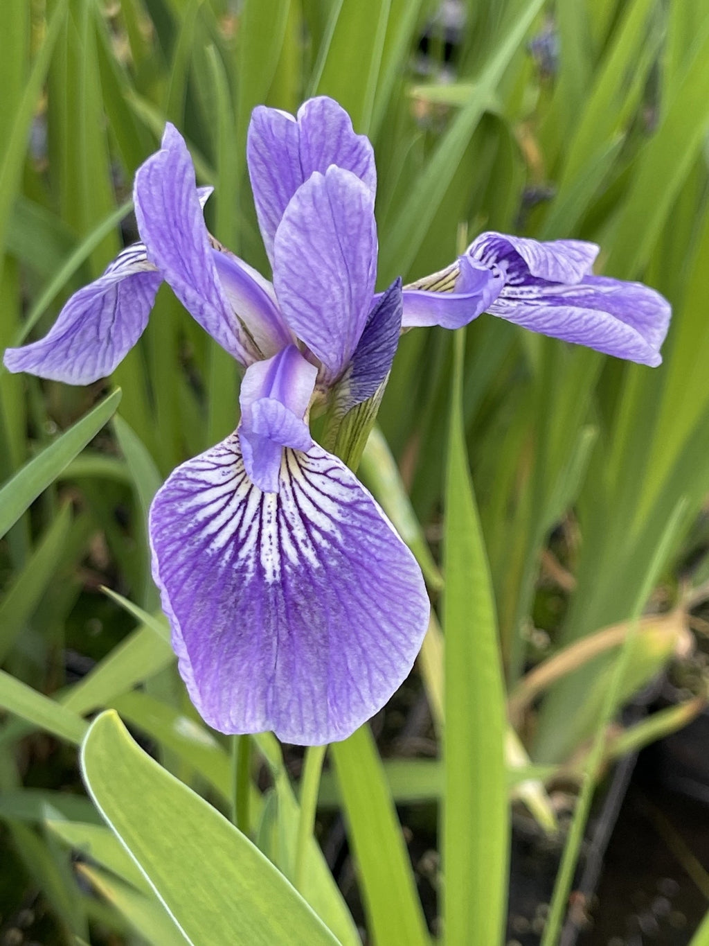 Iris versicolor 'Pacifica'