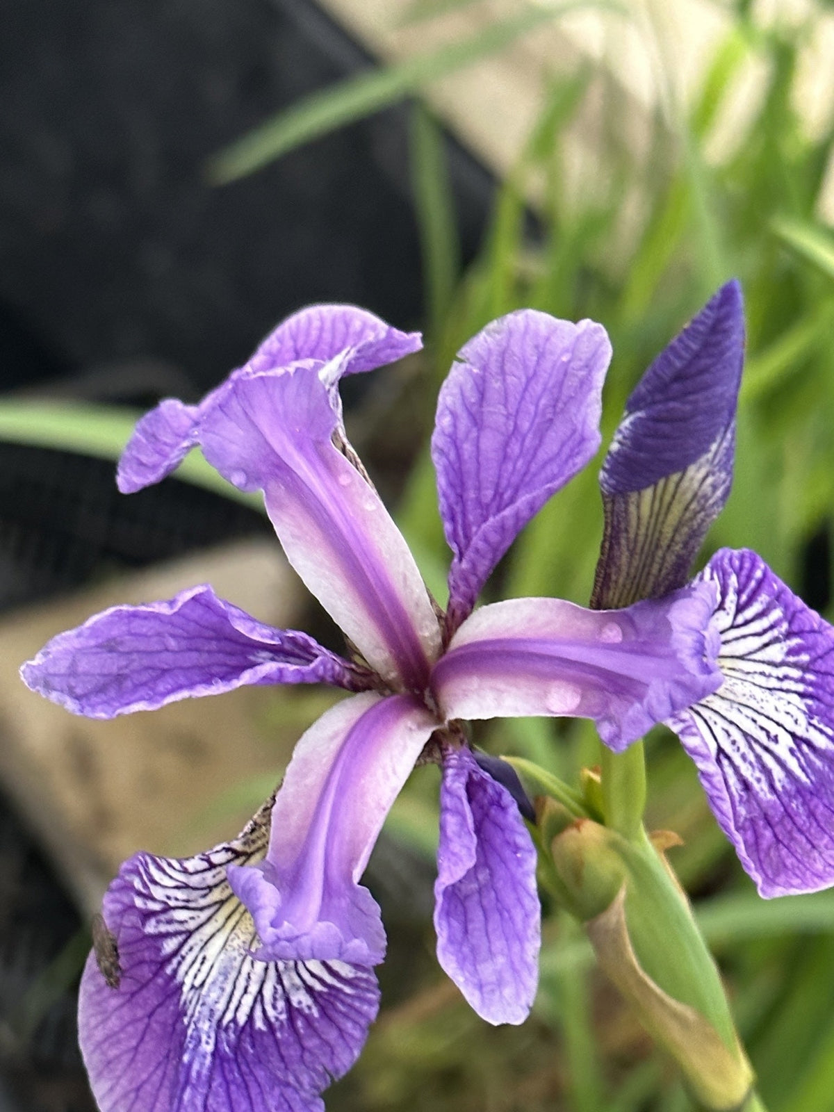Iris versicolor 'Pacifica'