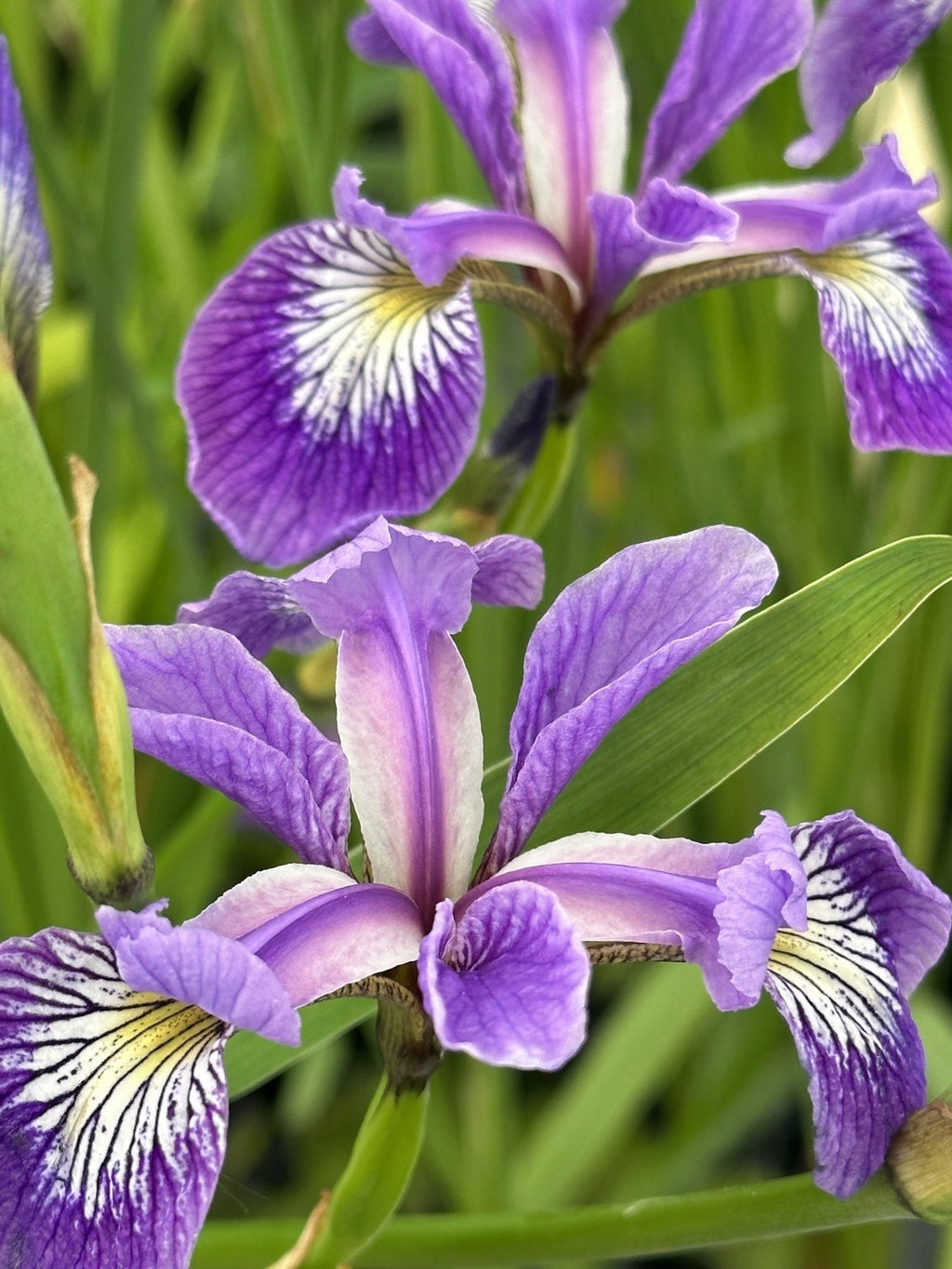 Iris versicolor 'Pacifica'