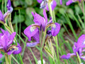 Iris ensata 'Sparkling Rose'
