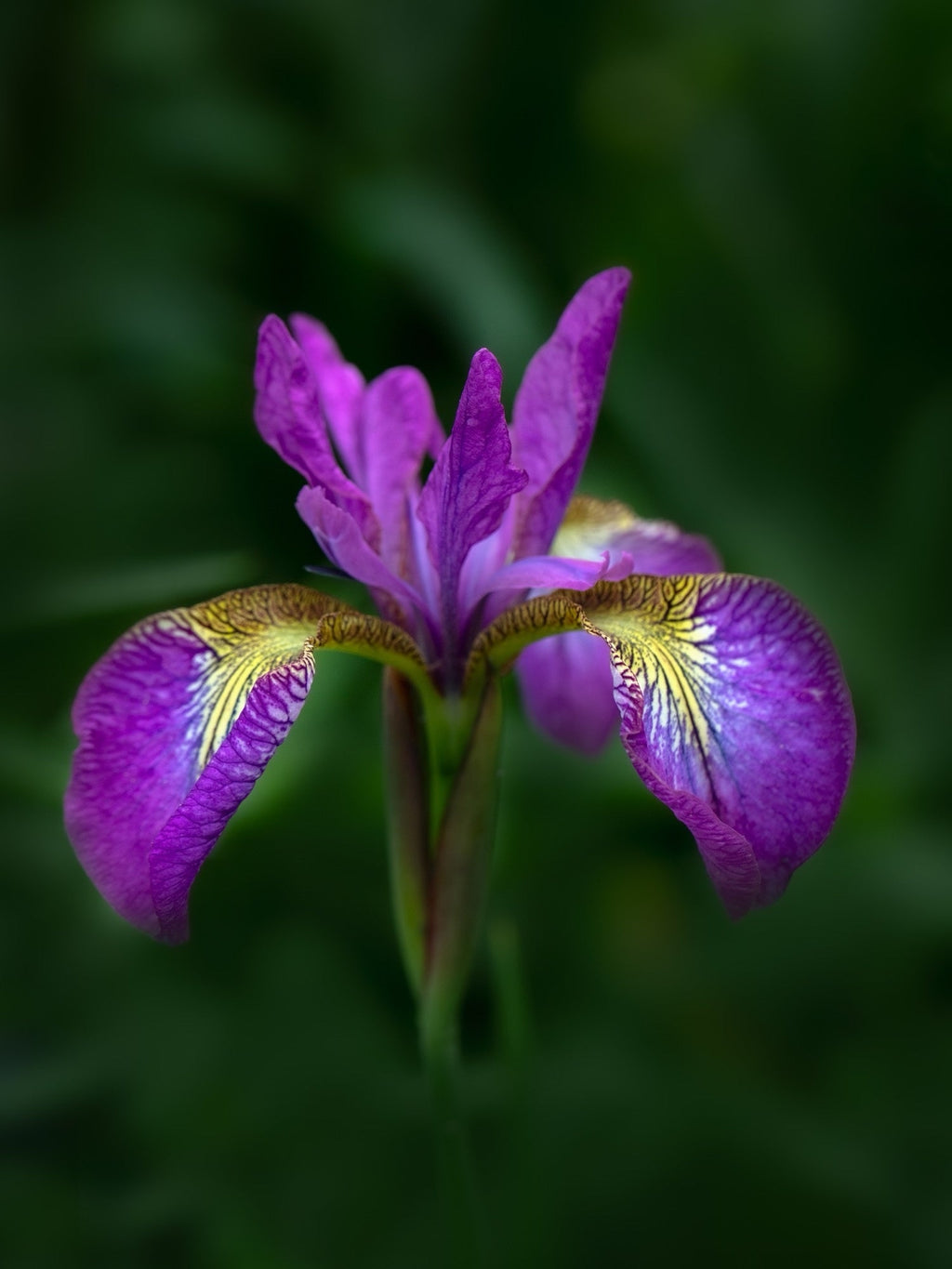 Iris ensata 'Sparkling Rose'