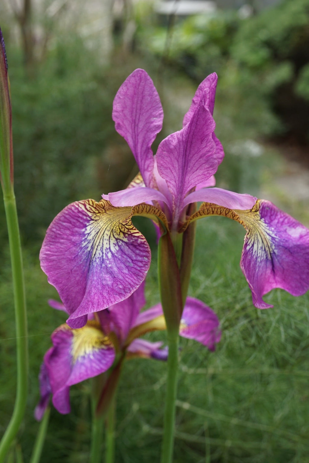 Iris ensata 'Sparkling Rose'
