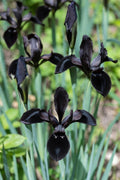 Iris chrysographes 'Black Form'