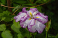 Iris ensata 'Dinner Plate Tiramisu'