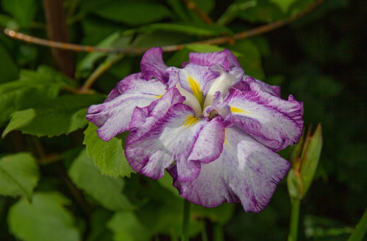 Iris ensata 'Dinner Plate Tiramisu'