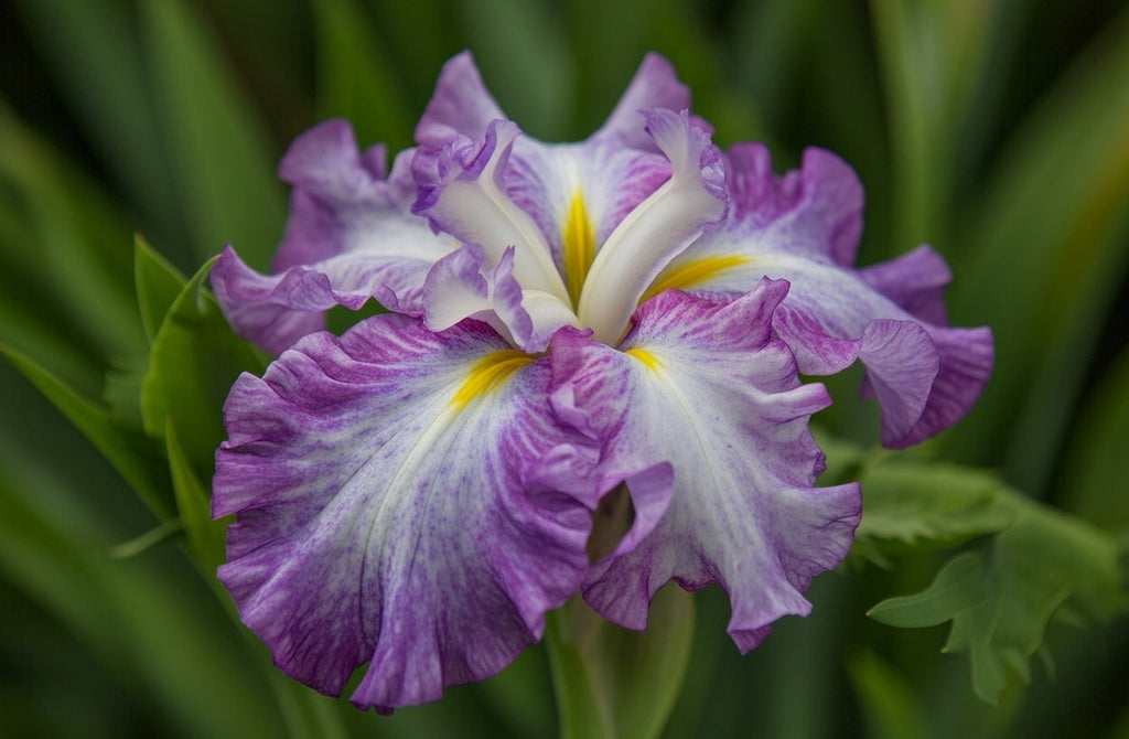 Iris ensata 'Dinner Plate Tiramisu'