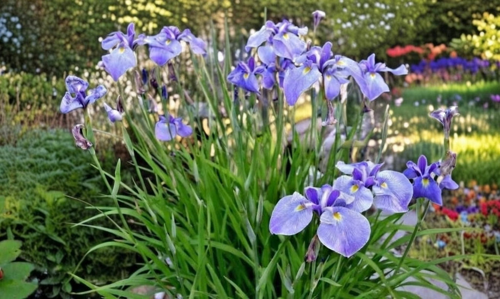 Iris ensata 'Edens Paintbrush'