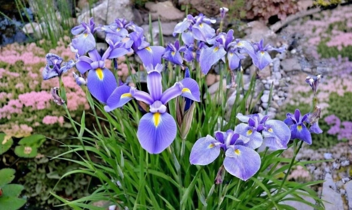 Iris ensata 'Edens Paintbrush'