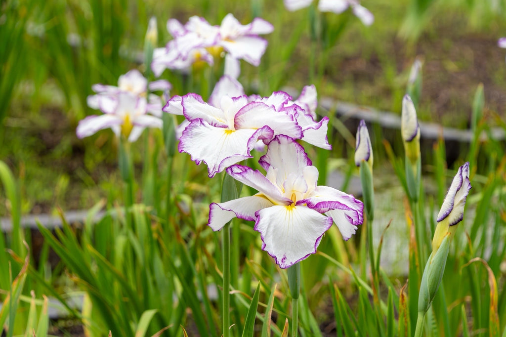 Iris ensata 'Lady in Waiting'