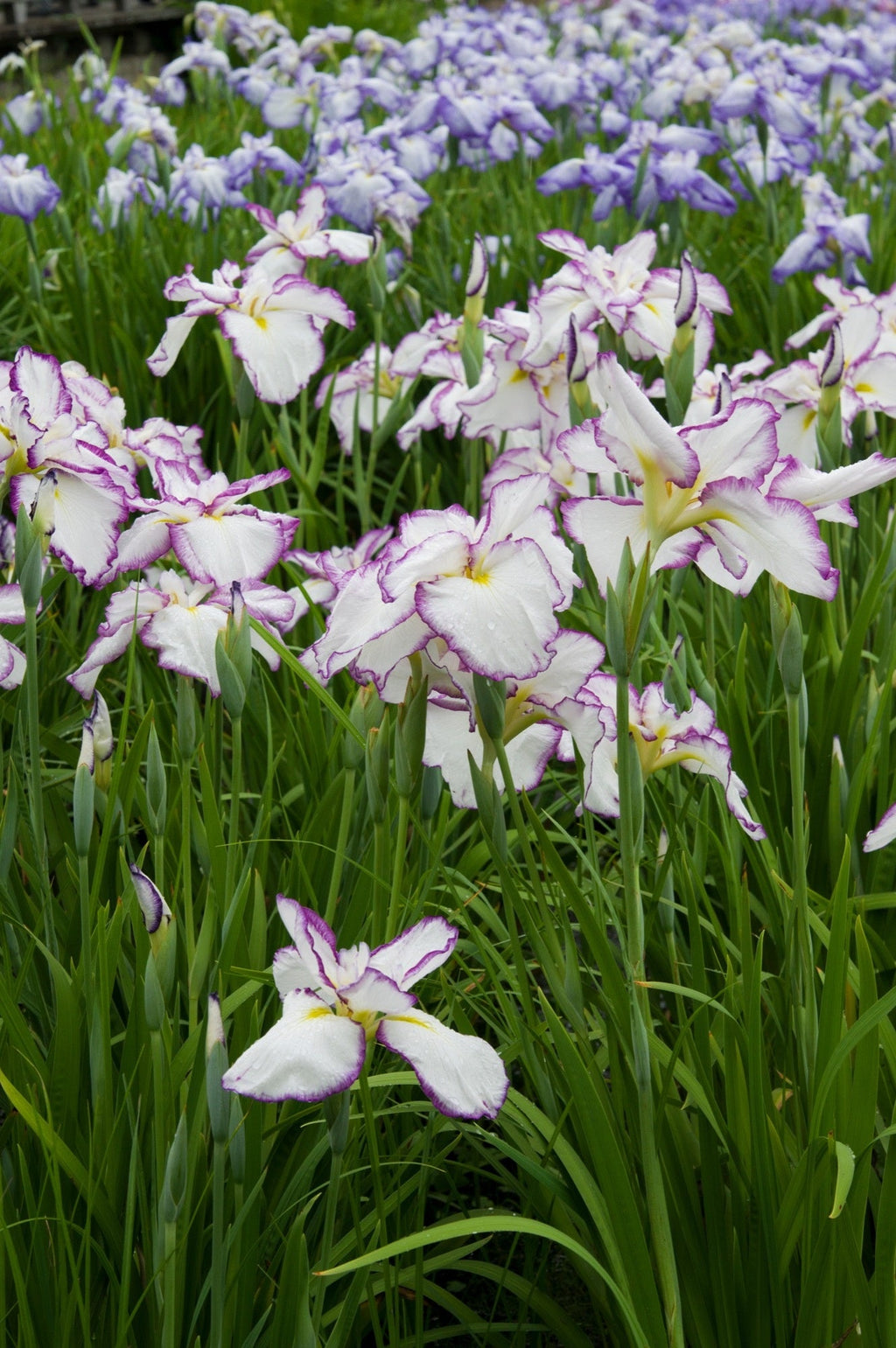 Iris ensata 'Lady in Waiting'