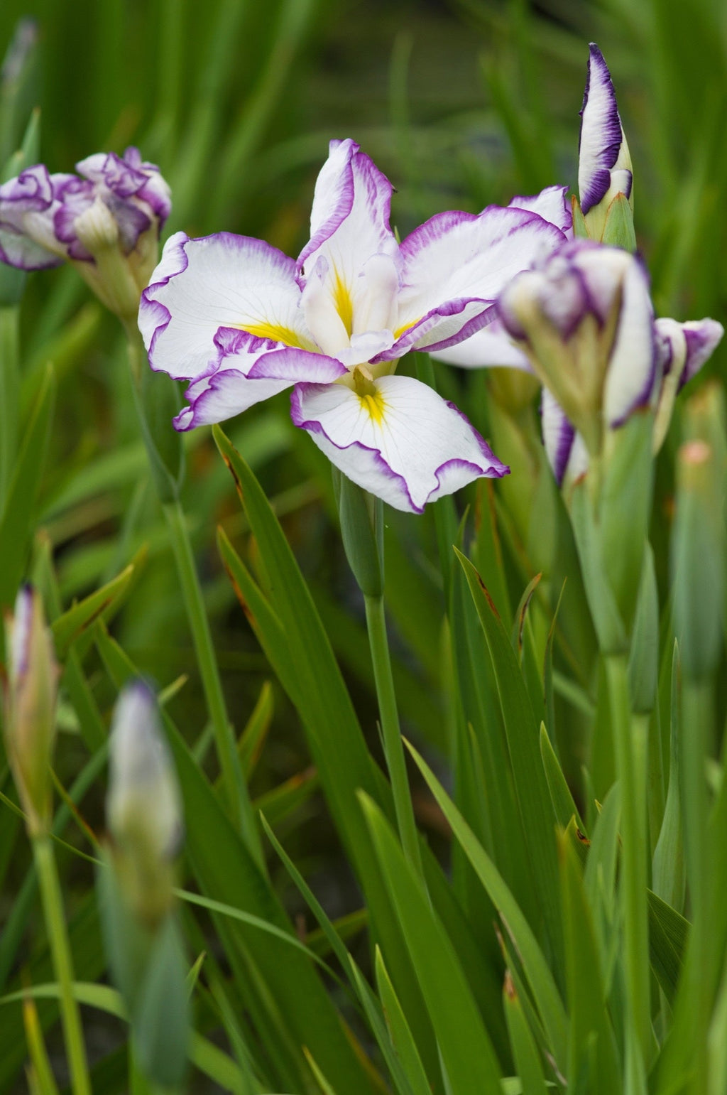 Iris ensata 'Lady in Waiting'