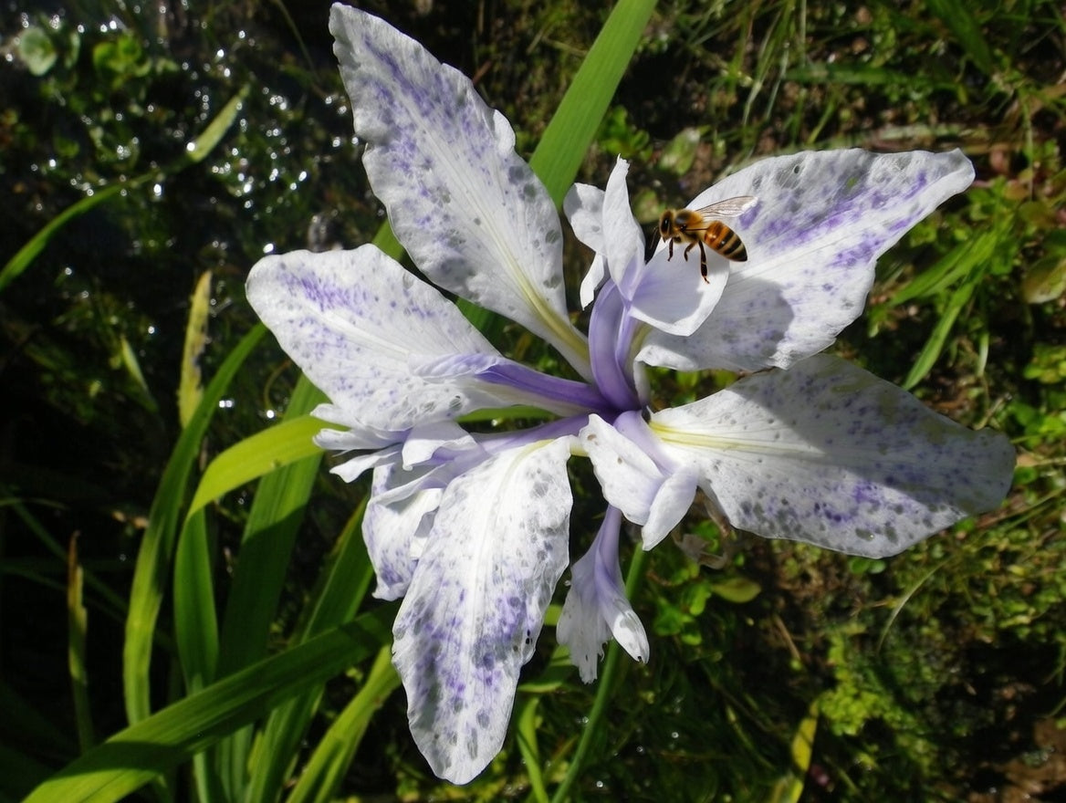 Iris laevigata 'Mottled Beauty'