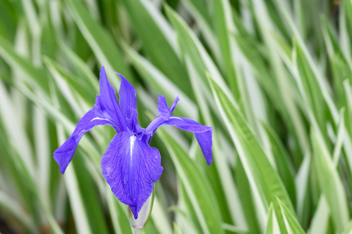 Iris laevigata variegata