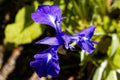 Iris laevigata variegata