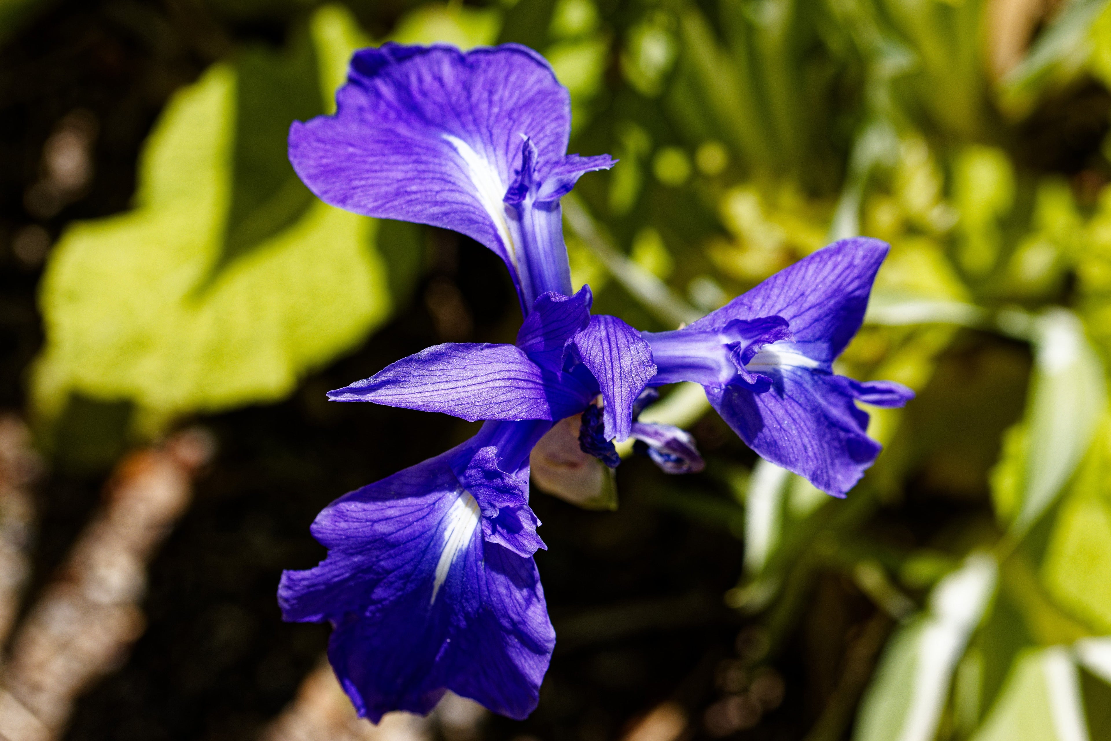 Iris laevigata variegata