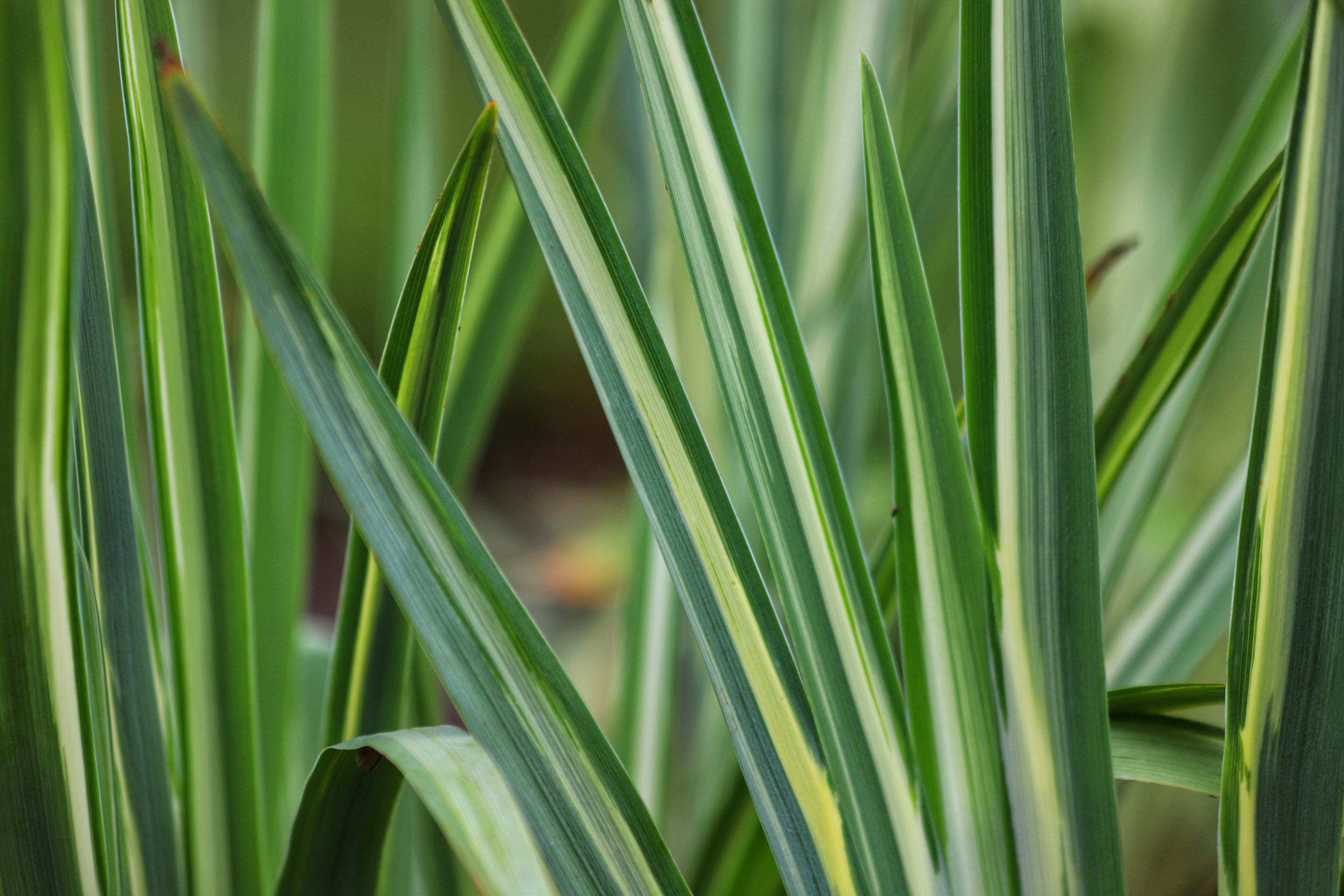 Iris laevigata variegata