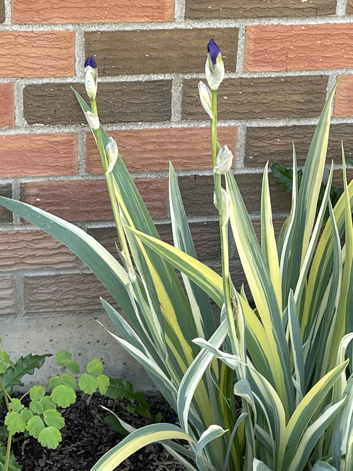 Iris laevigata variegata